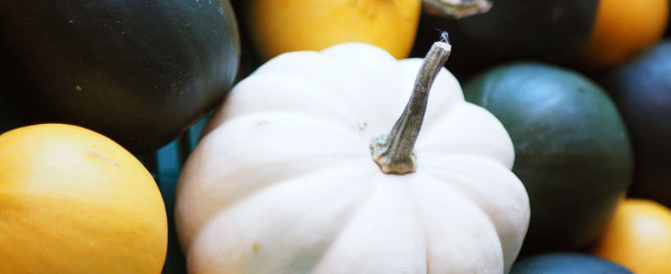 newsletter automnale