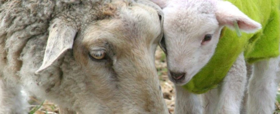 mother-love-1397978