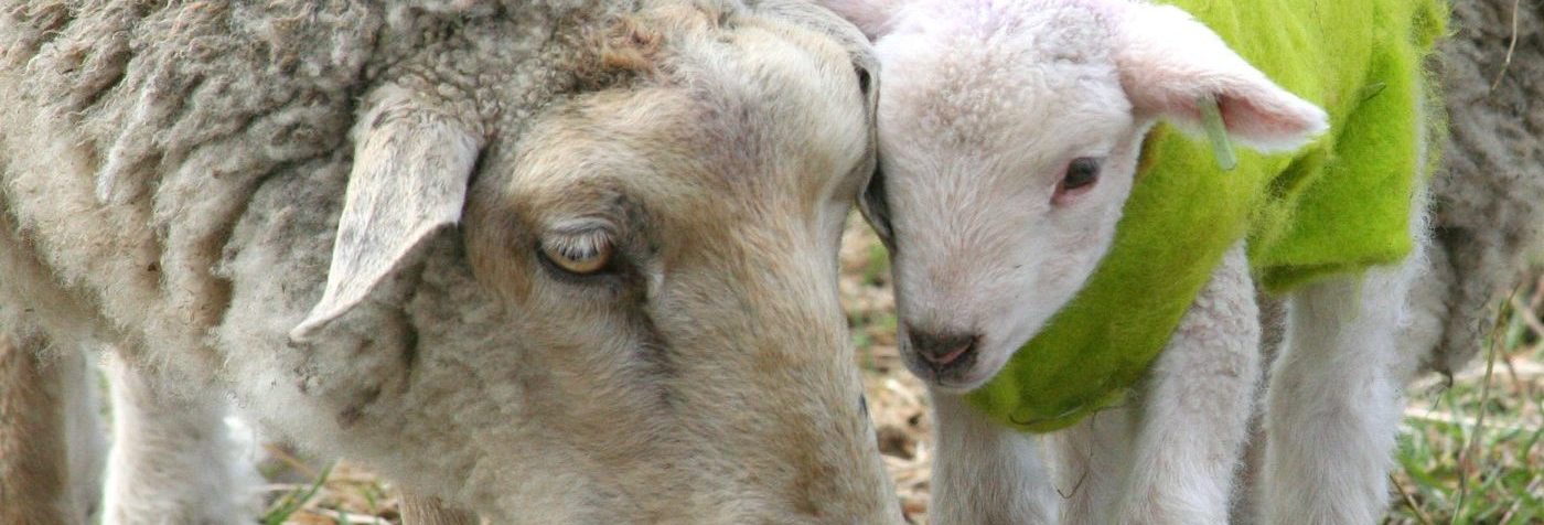 mother-love-1397978