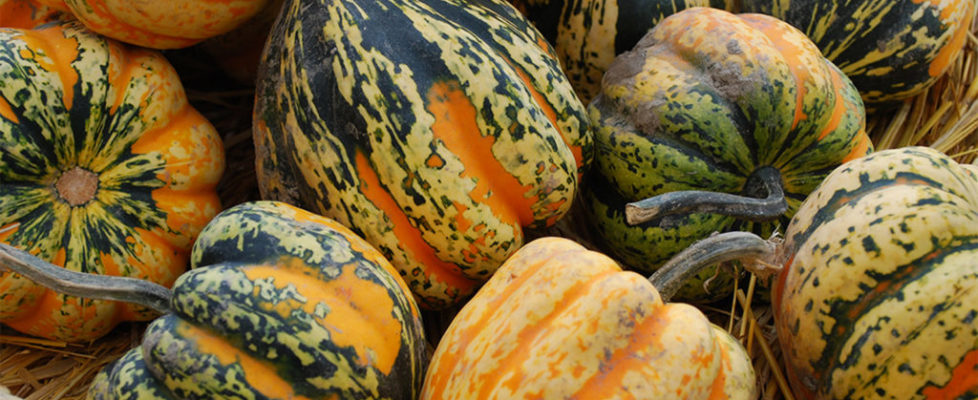recette courge 2