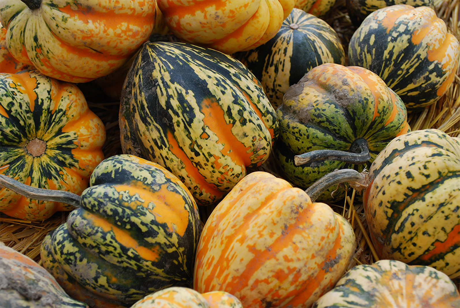 recette courge 2